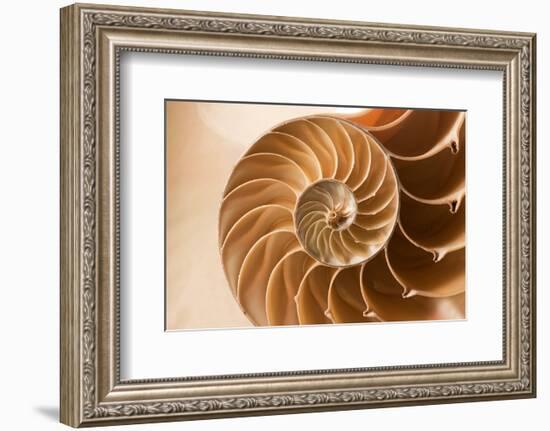 Fibonacci Pattern in a Shell-null-Framed Art Print