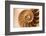 Fibonacci Pattern in a Shell-null-Framed Art Print