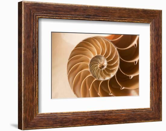 Fibonacci Pattern in a Shell-null-Framed Art Print