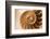 Fibonacci Pattern in a Shell-null-Framed Art Print