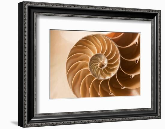 Fibonacci Pattern in a Shell--Framed Art Print