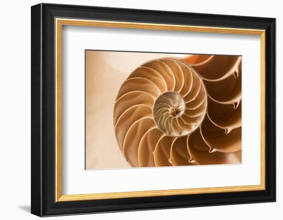 Fibonacci Pattern in a Shell-null-Framed Art Print