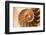 Fibonacci Pattern in a Shell-null-Framed Art Print