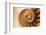 Fibonacci Pattern in a Shell-null-Framed Art Print