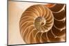 Fibonacci Pattern in a Shell-null-Mounted Art Print