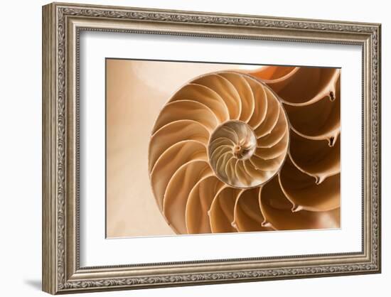 Fibonacci Pattern in a Shell-null-Framed Art Print