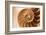 Fibonacci Pattern in a Shell-null-Framed Art Print