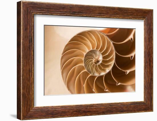 Fibonacci Pattern in a Shell-null-Framed Art Print