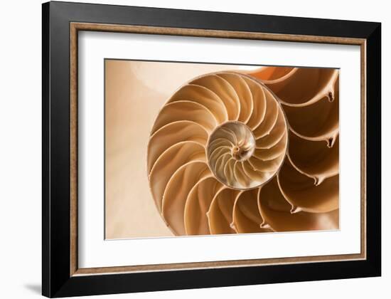 Fibonacci Pattern in a Shell-null-Framed Art Print