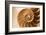 Fibonacci Pattern in a Shell-null-Framed Art Print