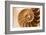 Fibonacci Pattern in a Shell-null-Framed Art Print