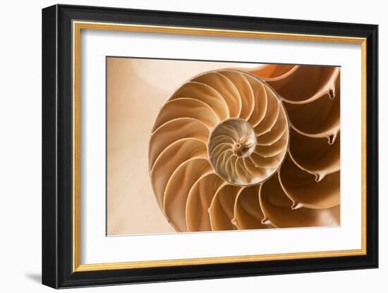 Fibonacci Pattern in a Shell-null-Framed Art Print