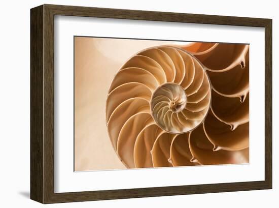 Fibonacci Pattern in a Shell-null-Framed Art Print