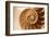 Fibonacci Pattern in a Shell-null-Framed Art Print