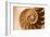 Fibonacci Pattern in a Shell-null-Framed Art Print