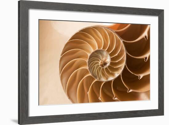 Fibonacci Pattern in a Shell-null-Framed Art Print