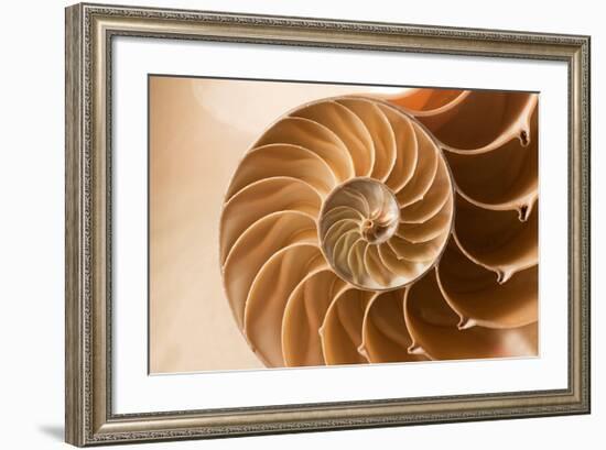 Fibonacci Pattern in a Shell-null-Framed Art Print