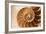 Fibonacci Pattern in a Shell-null-Framed Art Print