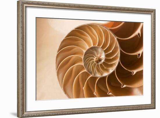 Fibonacci Pattern in a Shell-null-Framed Art Print