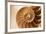 Fibonacci Pattern in a Shell-null-Framed Art Print