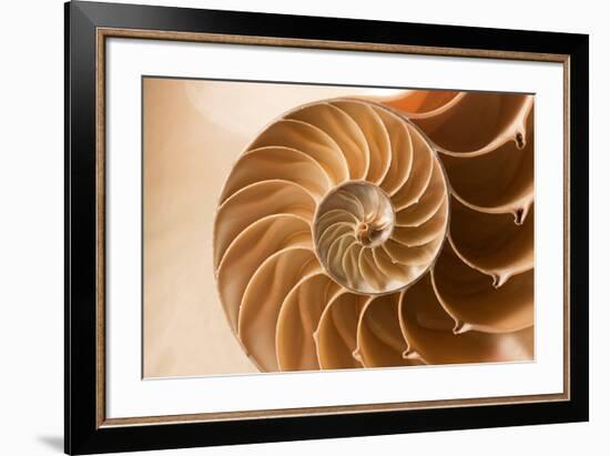 Fibonacci Pattern in a Shell-null-Framed Art Print