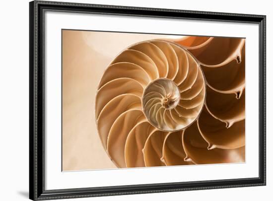 Fibonacci Pattern in a Shell-null-Framed Art Print