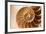 Fibonacci Pattern in a Shell-null-Framed Art Print