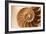 Fibonacci Pattern in a Shell-null-Framed Art Print