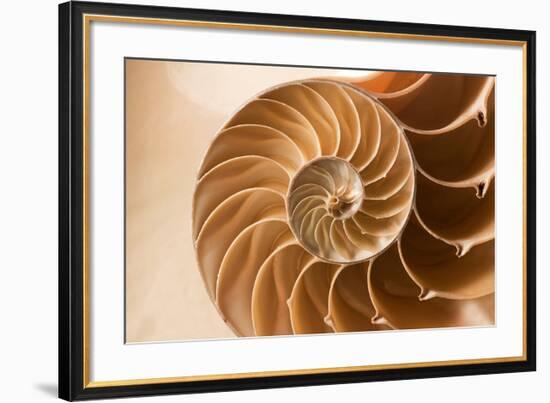 Fibonacci Pattern in a Shell--Framed Art Print