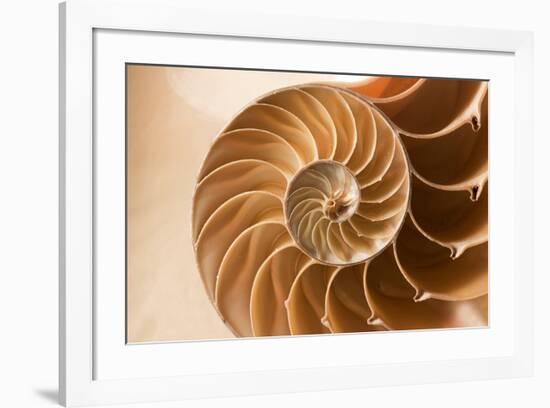 Fibonacci Pattern in a Shell-null-Framed Art Print