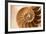 Fibonacci Pattern in a Shell-null-Framed Art Print