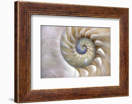 Fibonacci Pattern in Shell-null-Framed Premium Giclee Print