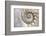 Fibonacci Pattern in Shell-null-Framed Premium Giclee Print