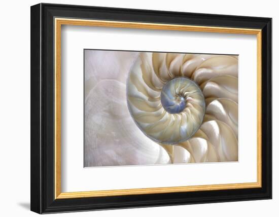 Fibonacci Pattern in Shell-null-Framed Premium Giclee Print