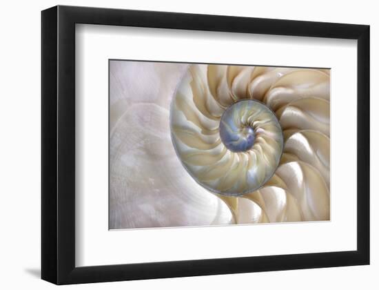 Fibonacci Pattern in Shell-null-Framed Premium Giclee Print