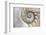 Fibonacci Pattern in Shell-null-Framed Premium Giclee Print