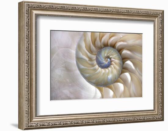 Fibonacci Pattern in Shell-null-Framed Art Print