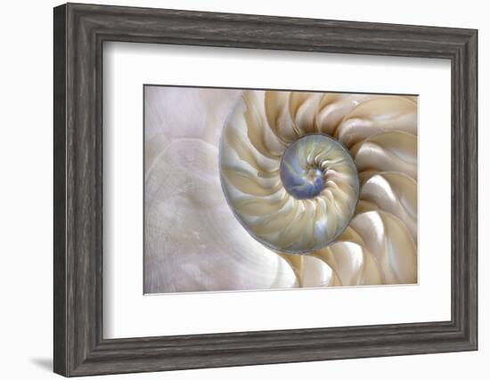 Fibonacci Pattern in Shell-null-Framed Art Print