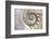 Fibonacci Pattern in Shell-null-Framed Art Print