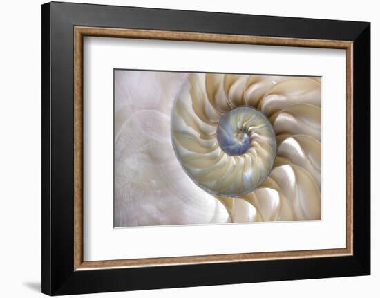 Fibonacci Pattern in Shell-null-Framed Art Print