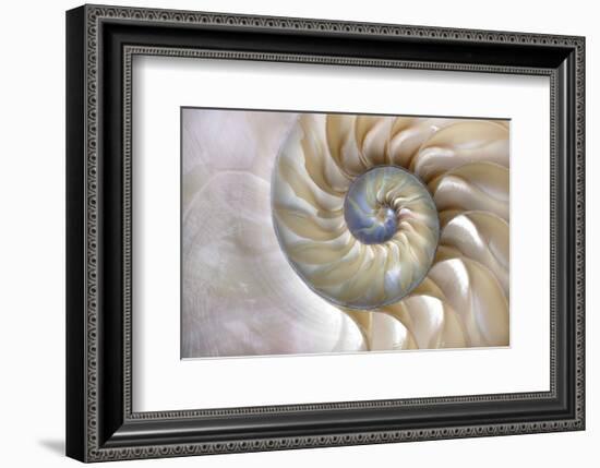 Fibonacci Pattern in Shell-null-Framed Art Print