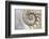 Fibonacci Pattern in Shell-null-Framed Art Print