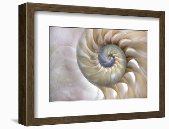 Fibonacci Pattern in Shell-null-Framed Art Print