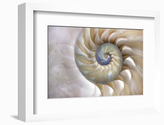 Fibonacci Pattern in Shell-null-Framed Art Print