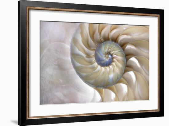 Fibonacci Pattern in Shell-null-Framed Art Print