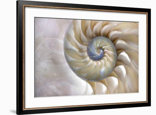 Fibonacci Pattern in Shell-null-Framed Art Print