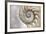 Fibonacci Pattern in Shell-null-Framed Art Print