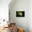 Fibre Optics-Steve Horrell-Photographic Print displayed on a wall