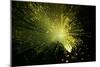 Fibre Optics-Steve Horrell-Mounted Photographic Print