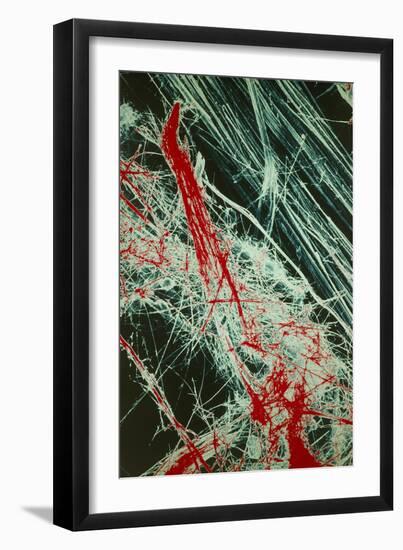 Fibres of Blue Asbestos-Dr. Jeremy Burgess-Framed Photographic Print